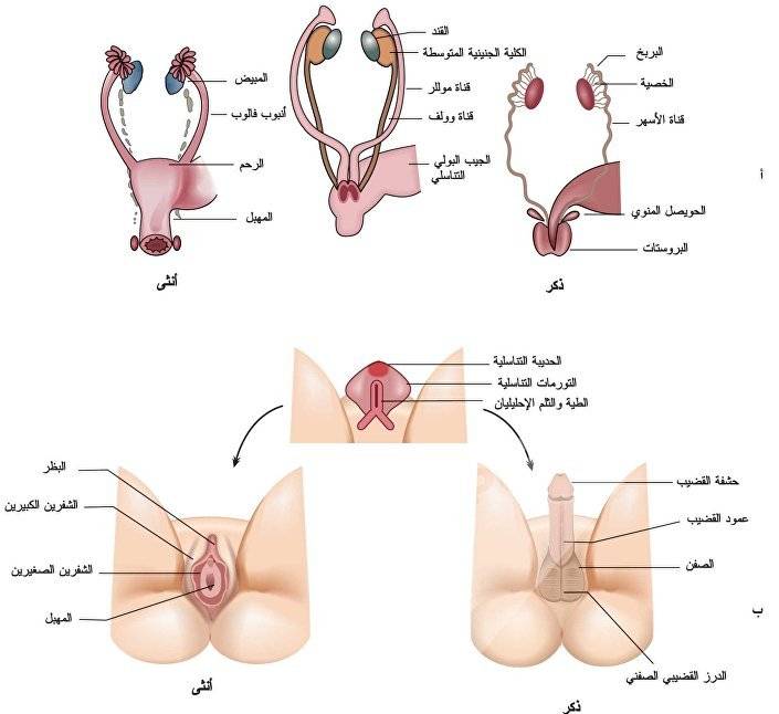 الفرعوني الختان لا للختان