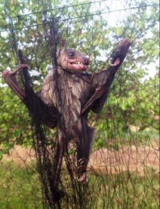 bat